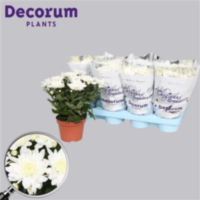 Chrysanth Grandessa Wit