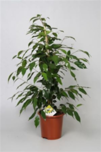 Ficus Be Danita (grower)