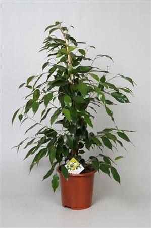 Ficus Be Danita (grower)