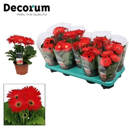 Gerbera 3+ Rood (diverse Kleurtin