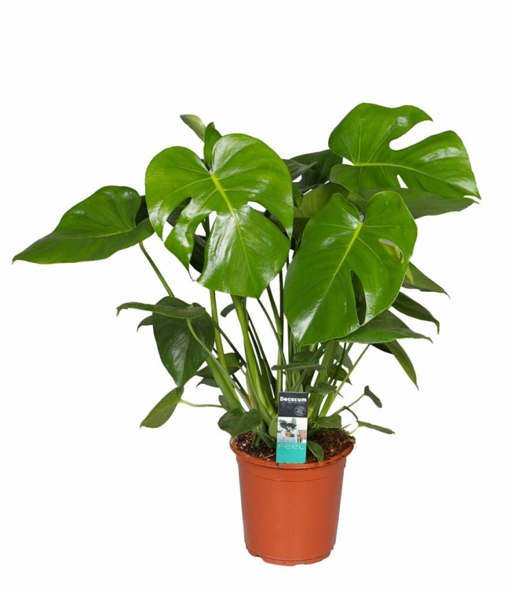 Monstera Del Thai Co 12/50