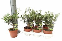 Olea Europaea 20/40