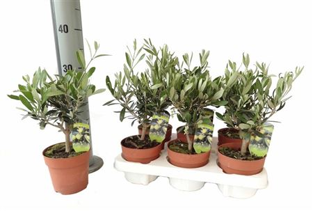 Olea Europaea 20/40