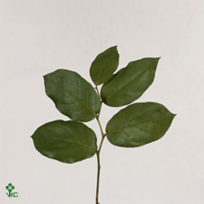 Salal Tips 25