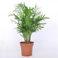 Chamaedorea Elegans 17/55