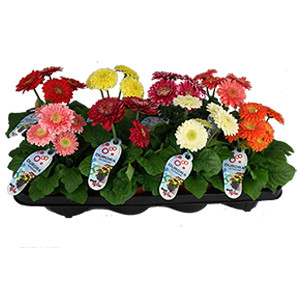 Gerbera Mix 12/30