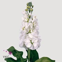 Matthiola Aida White X10