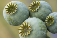 Papaver Somniferum Zaaddozen Мак