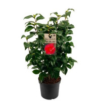 Camelia Mary William 19/70