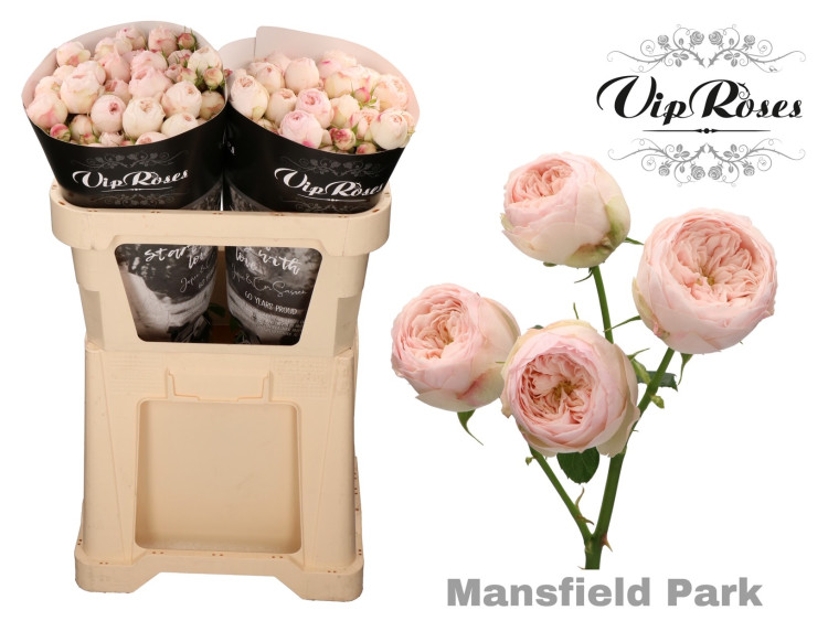 Spray Mansfield Park 70 sm X5