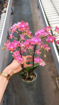 Phal 2/3-tak Aromio Floral 12/35