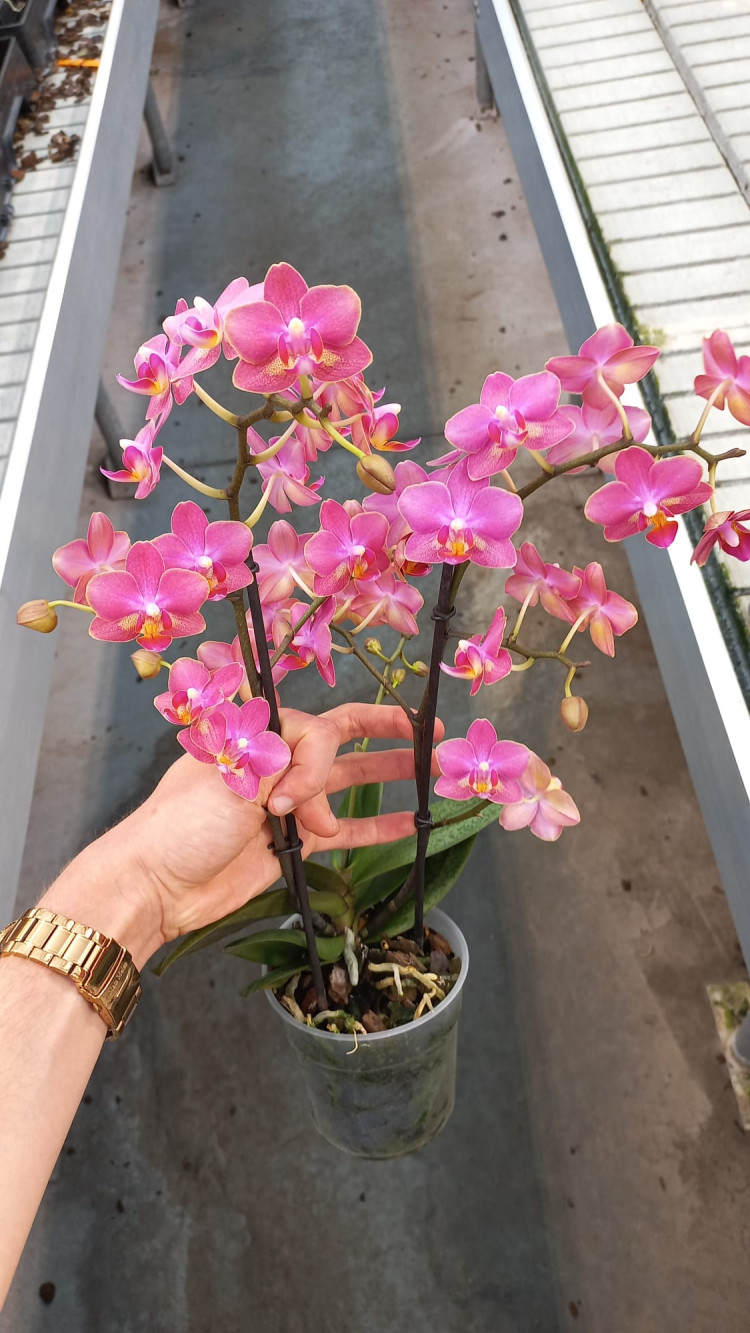 Phal 2/3-tak Aromio Floral 12/35