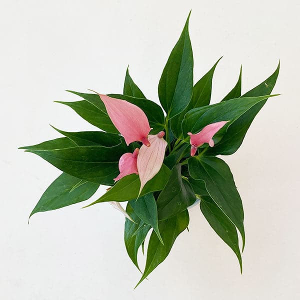 Anthurium Pistache