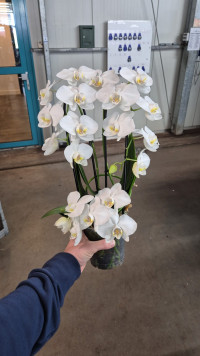 Phal A2 Twirl 12/50