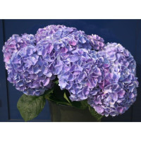 Hydr Z Hild Moorh Blue X5 Holland