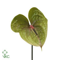 Anthurium Rambla 40sm-11