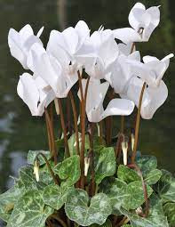 Cyclamen Super 11/25