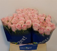 Rose Lazise 70 sm
