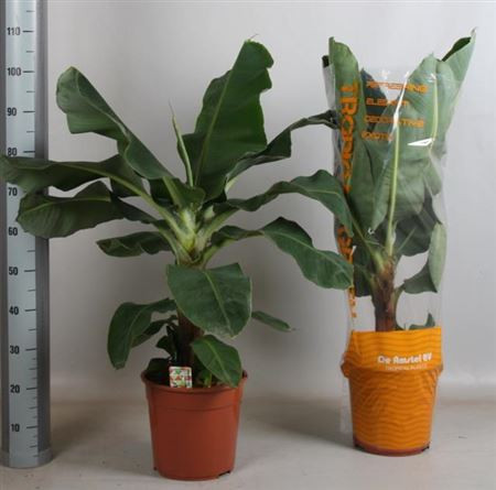 Musa Dwarf Cavendish 19/50