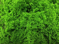 Solidago Green 80 sm