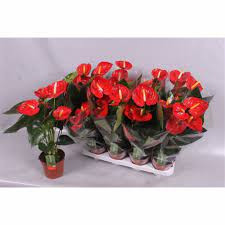 Anthurium Valera 14/50
