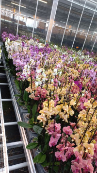 Phal A2 1-tak Scenza Mix 12/65