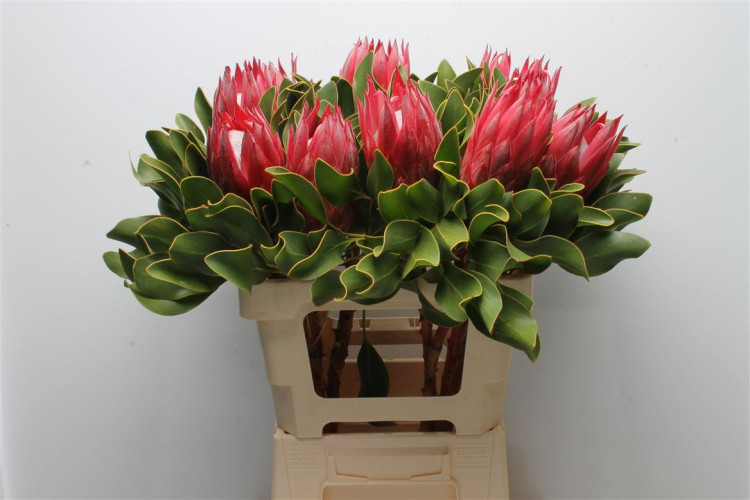 Protea Lady Di X5