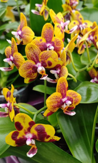 Phal Yellow Pars Sort 12/65