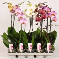 Phal A2 1-tak Piko Mix 12/80 - 181090817_189688261_V_2