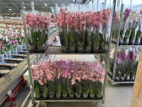 Phal 3-tak Levo Roze 12/55