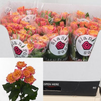 Spray Sparkling Yo-yo 50 sm