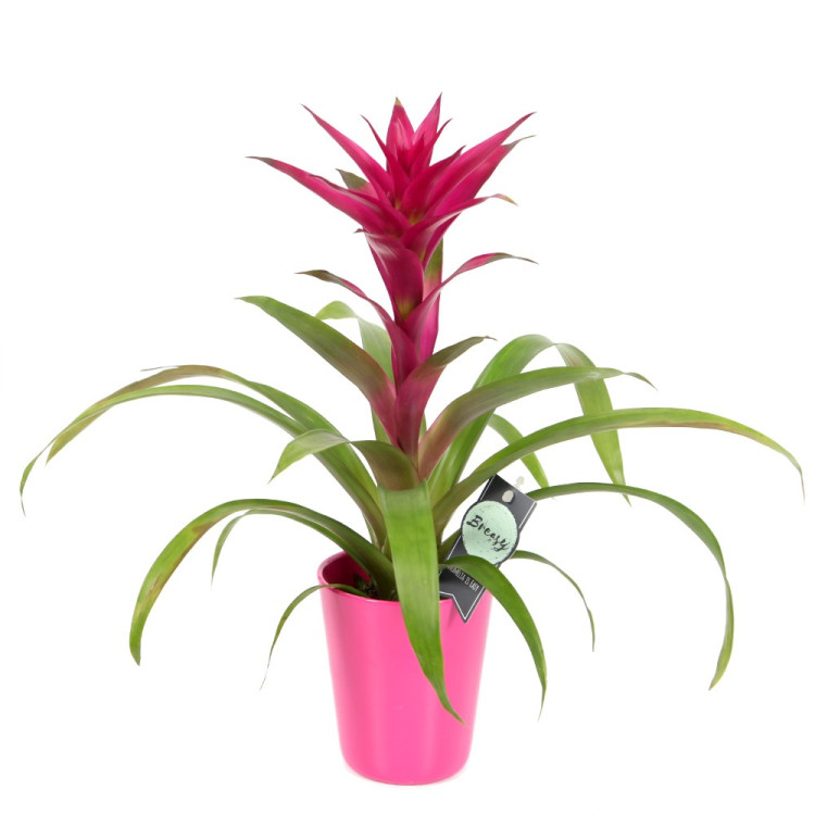 Guzmania Voila 12/50