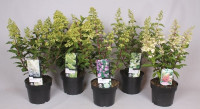 Hydrangea Mix 3pp 10/25