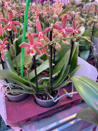 Phal 2/3 Orhids Multi Mix 12/50