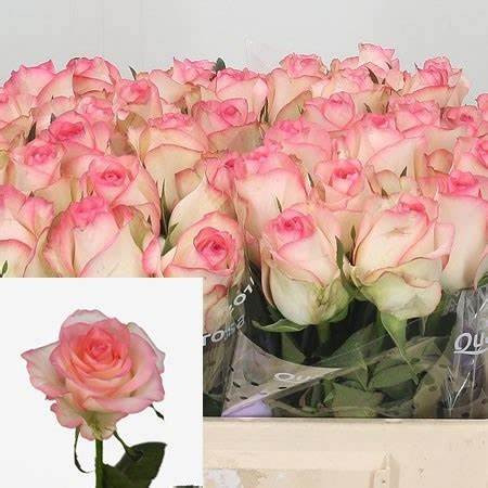 Rose Jumilia 50 sm