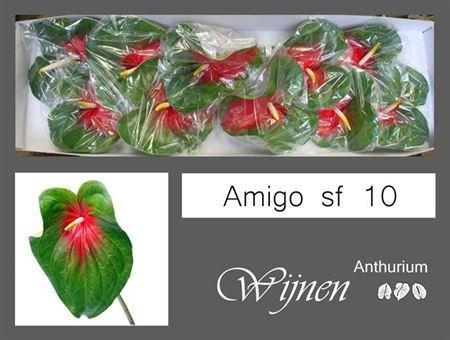 Anth A Amigo X 16