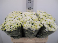 Chr San Rossi White