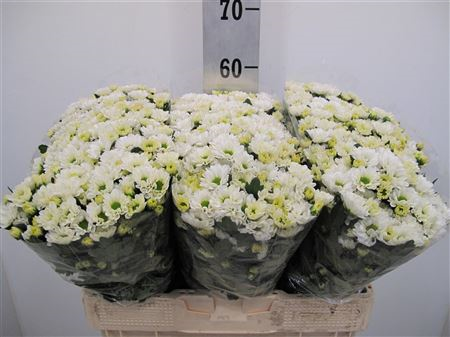 Chr San Rossi White