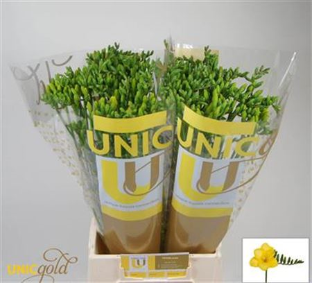 Fr En Serrada Unicgold