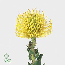 Leuco Nut High Gold
