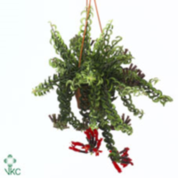 Aeschynanthus Twister (clock)