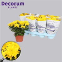 Chrysanth Grandessa Yellow