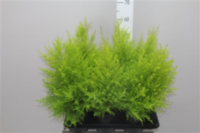 Cupressus Wilma
