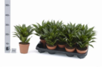 Dracaena Kopstek Green