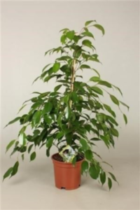 Ficus Be Exotica (grower)