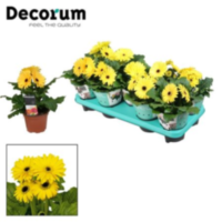 Gerbera Belicht 3+ Bl. 12cm Geel (diverse Kleurtin