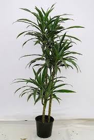 Dracaena De Warneckei 12/27