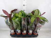 Calathea Mix 12/50