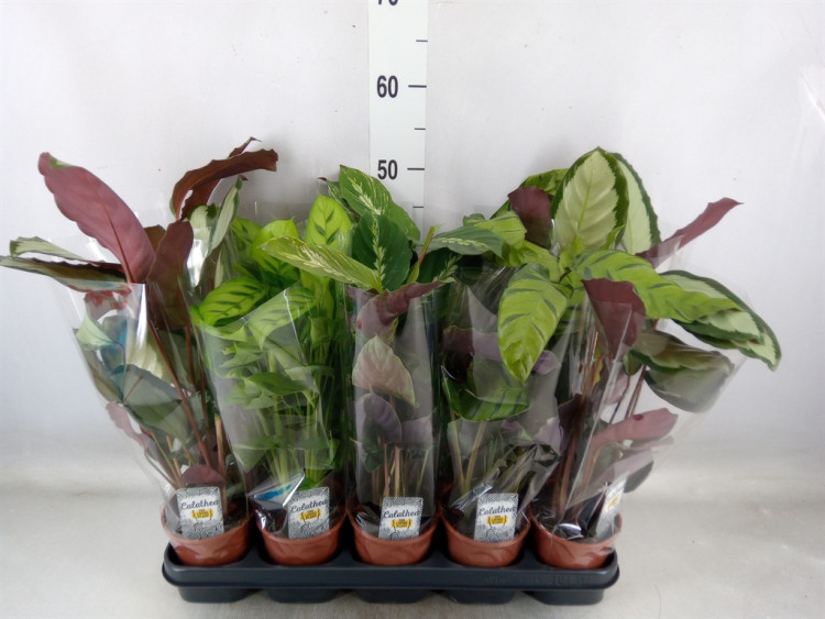 Calathea Mix 12/50