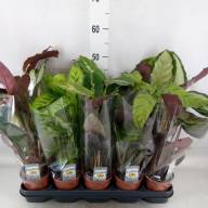 Calathea Mix 12/50 - Calathea Mix 12/50